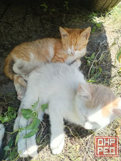 Отдам котят Горловка - изображение 1