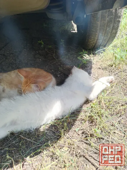 Отдам котят Горловка - изображение 3