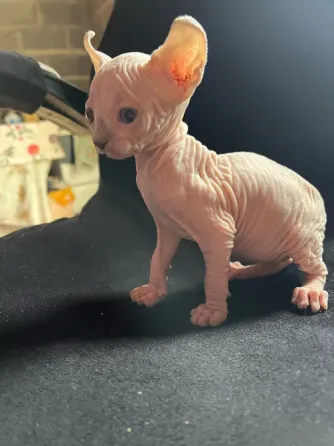 Котёнок Эльф Донецк