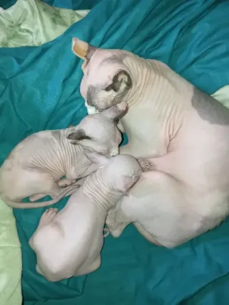Котёнок Эльф Донецк