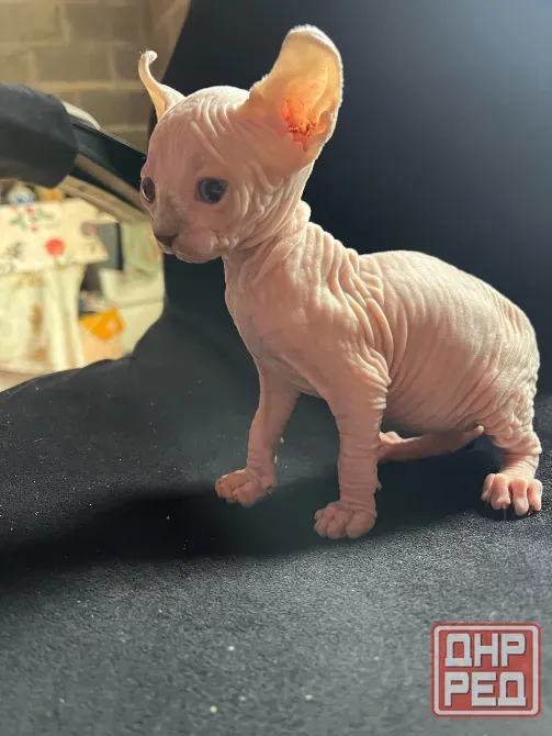 Котёнок Эльф Донецк - изображение 2