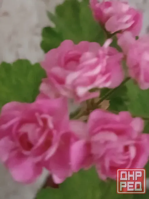 Пеларгония Австралиен Пинк Розебуд Донецк - изображение 1