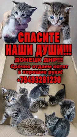 Отдам котят бесплатно в хорошие руки Донецк