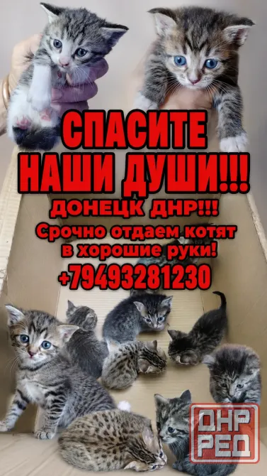 Отдам котят бесплатно в хорошие руки Донецк - изображение 1