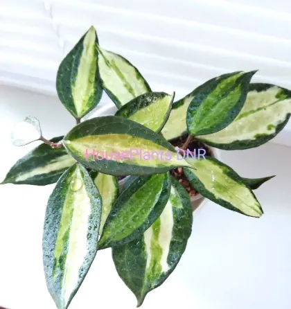 Хойя Hoya Latifolia Pot of Gold Макеевка