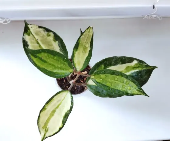 Хойя Hoya Latifolia Pot of Gold Макеевка