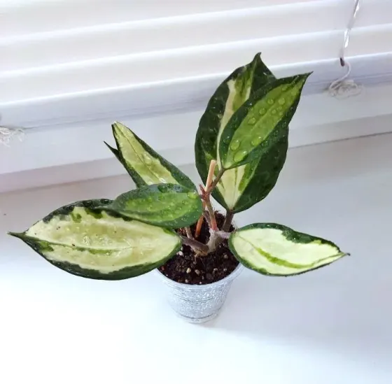 Хойя Hoya Latifolia Pot of Gold Макеевка