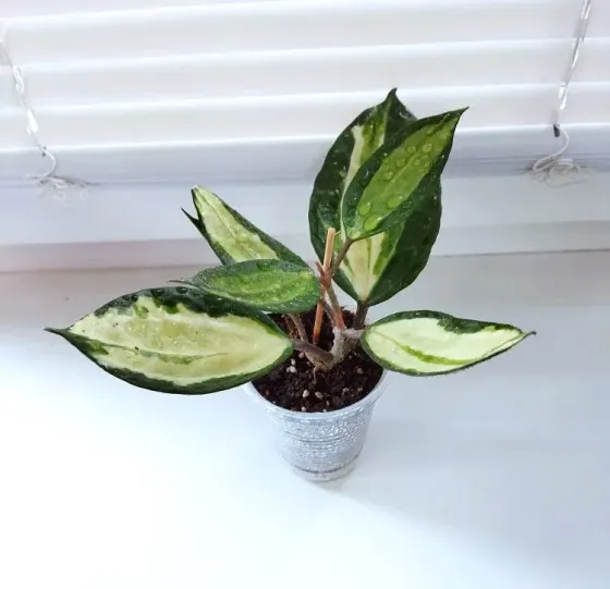 Хойя Hoya Latifolia Pot of Gold Макеевка