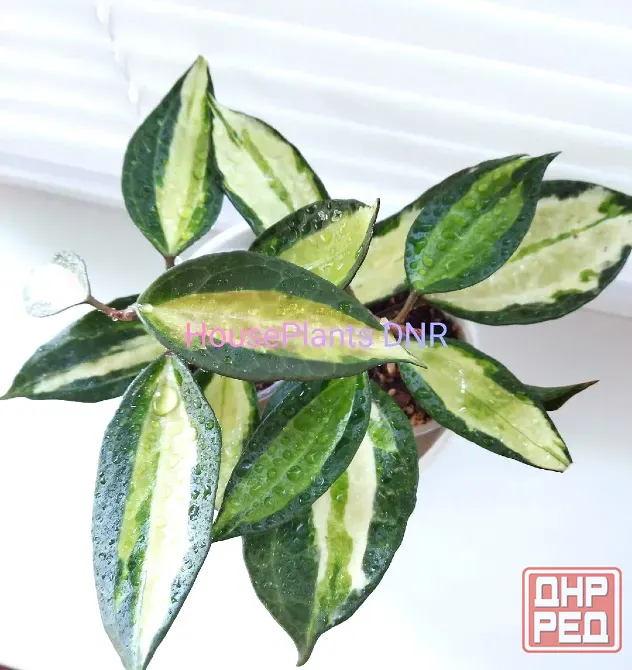 Хойя Hoya Latifolia Pot of Gold Макеевка - изображение 1