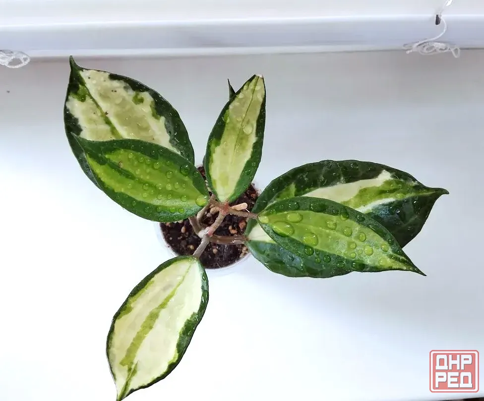 Хойя Hoya Latifolia Pot of Gold Макеевка - изображение 3