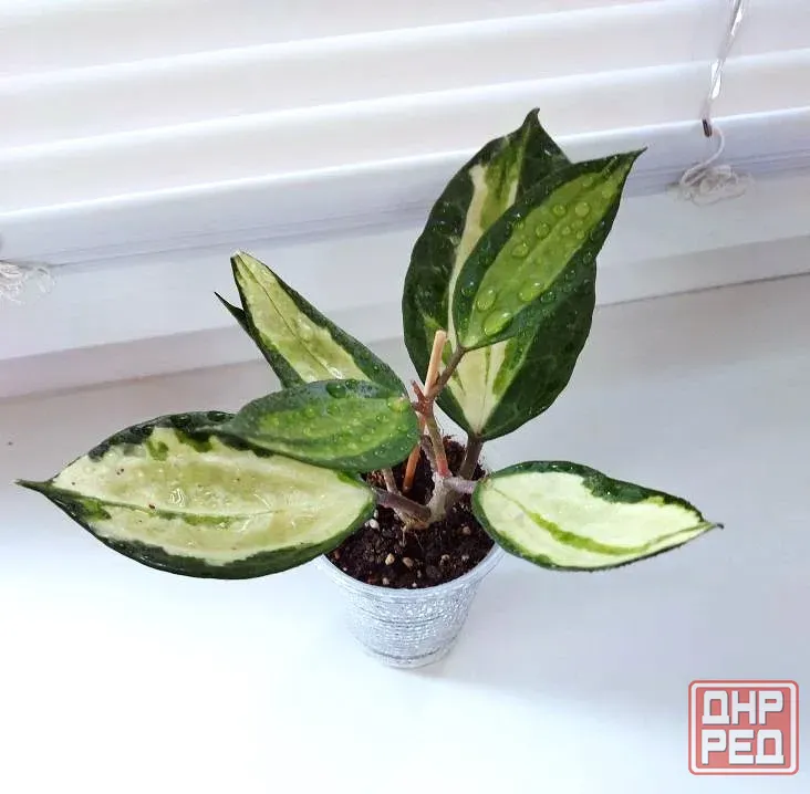 Хойя Hoya Latifolia Pot of Gold Макеевка - изображение 2