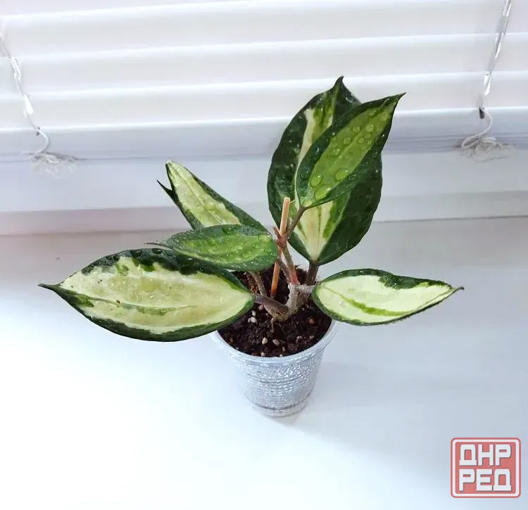 Хойя Hoya Latifolia Pot of Gold Макеевка - изображение 4