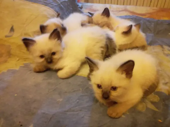 Сиамские Котята Донецк