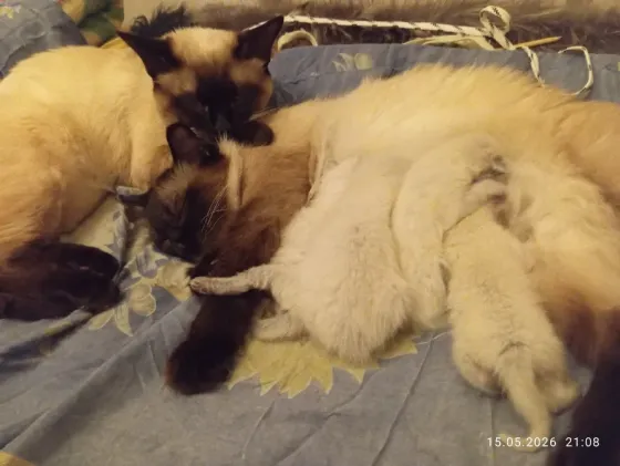 Сиамские Котята Донецк