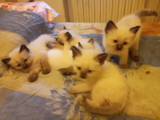 Сиамские Котята Донецк