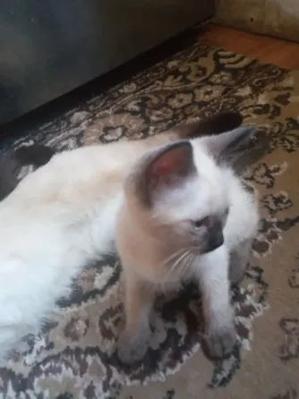 Сиамские Котята Донецк
