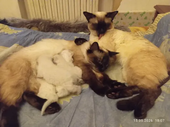 Сиамские Котята Донецк