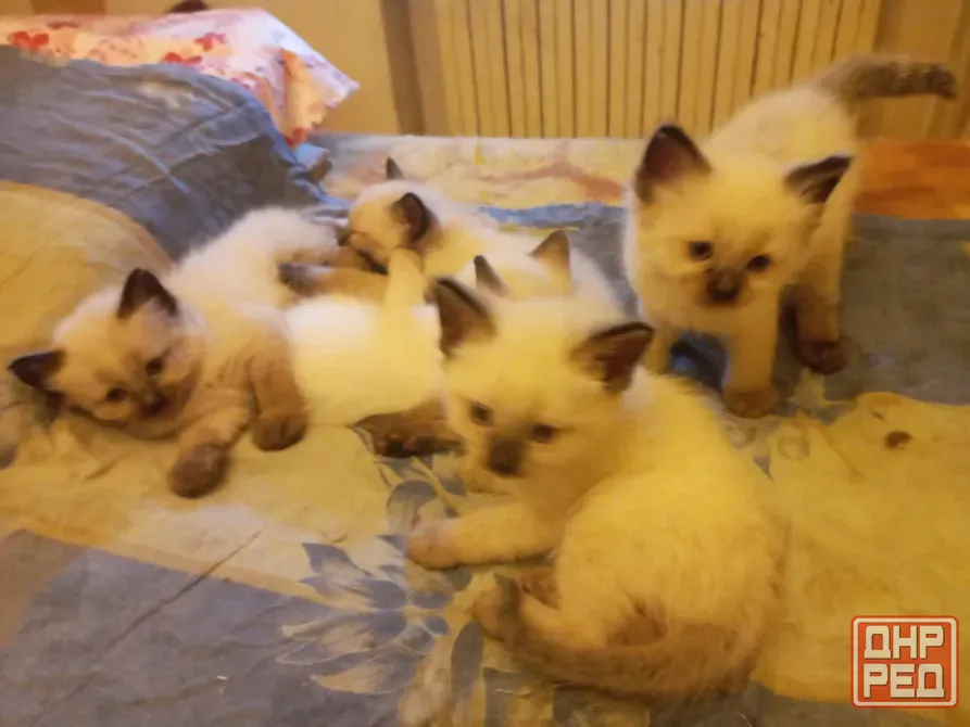 Сиамские Котята Донецк - изображение 1
