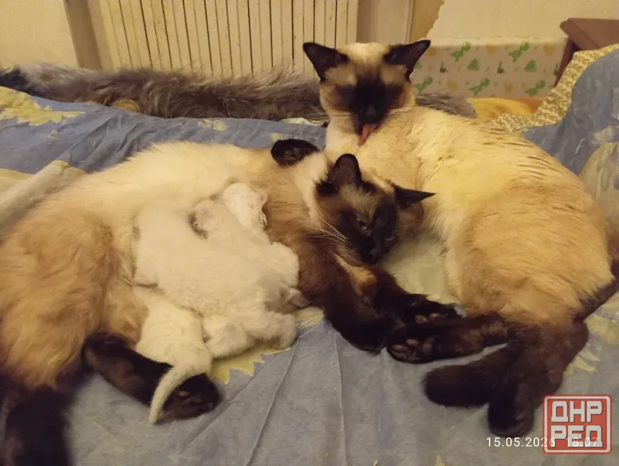Сиамские Котята Донецк - изображение 4