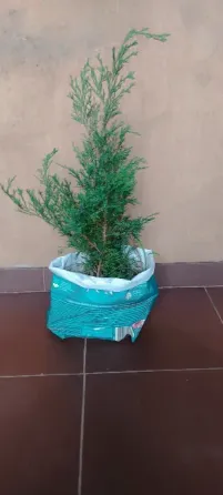Можжевельник Казацкий Донецк