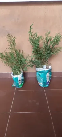 Можжевельник Казацкий Донецк