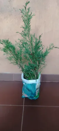 Можжевельник Казацкий Донецк
