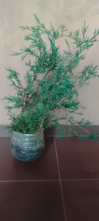 Можжевельник Казацкий Донецк