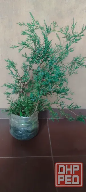 Можжевельник Казацкий Донецк - изображение 1