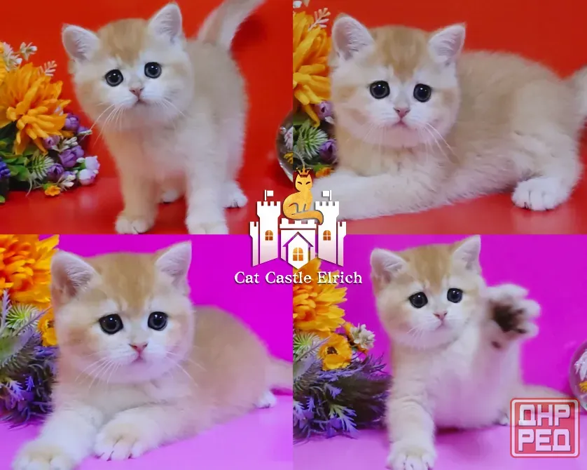 Британские котята - мальчики и девочки Мариуполь - изображение 1