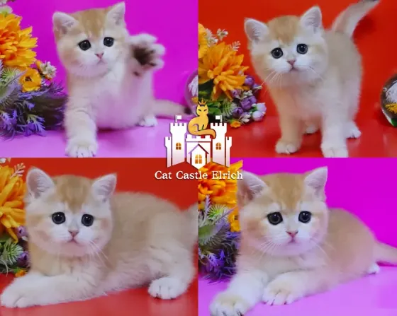 Клубные британские котята Ялта