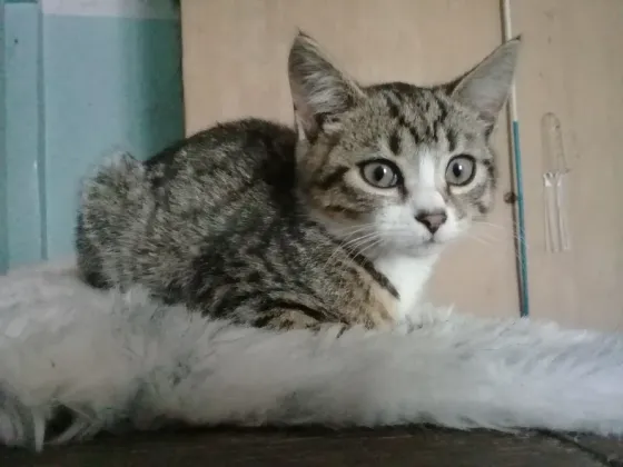 Котёнок Девочка-Кошка (котята) Макеевка