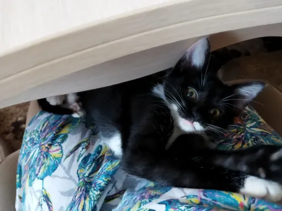 Котёнок Девочка-Кошка (котята) Макеевка