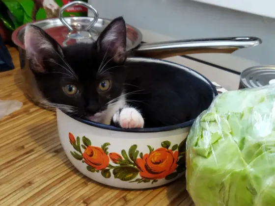 Котёнок Девочка-Кошка (котята) Макеевка