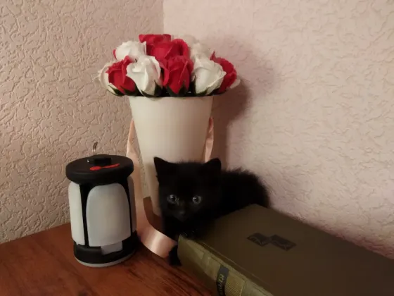 Котёнок Девочка-Кошка (котята) Макеевка