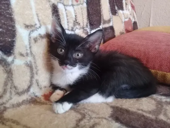 Котёнок Девочка-Кошка (котята) Макеевка