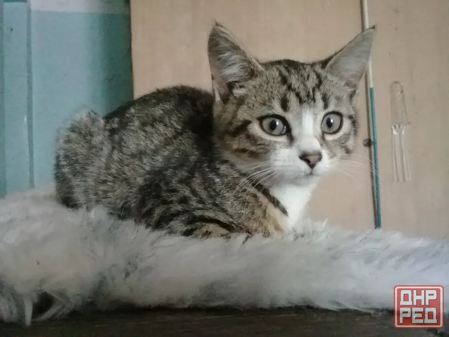 Котёнок Девочка-Кошка Макеевка - изображение 5