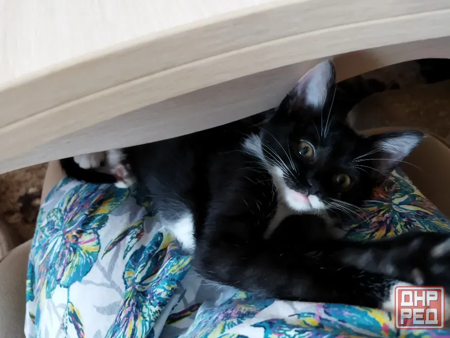 Котёнок Девочка-Кошка (котята) Макеевка - изображение 3