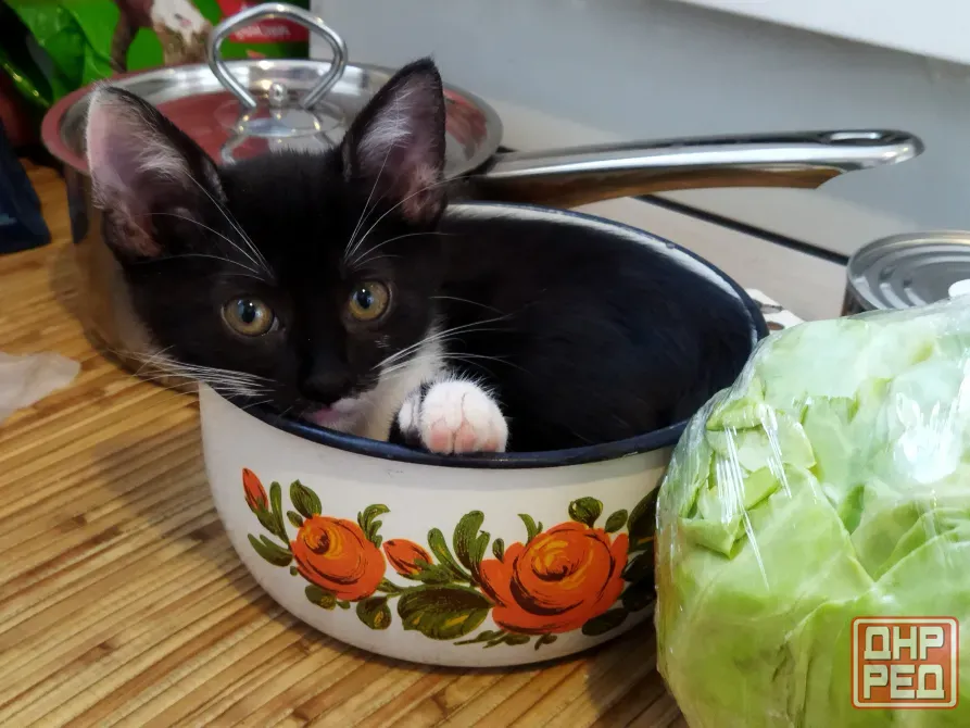 Котёнок Девочка-Кошка (котята) Макеевка - изображение 1
