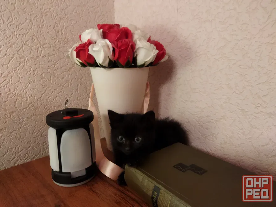Котёнок Девочка-Кошка (котята) Макеевка - изображение 5