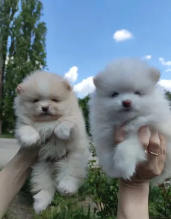 щенки шпица Донецк