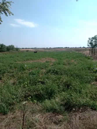 Продам земельный участок 49 соток с дом под капремонт, Ростовская обл., с. Березовка. Ростов-на-Дону