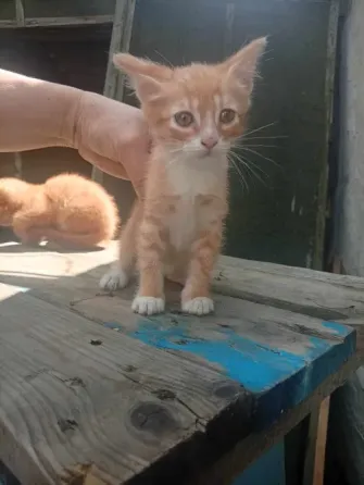 Котенок Донецк