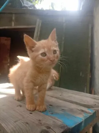 Котенок Донецк