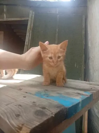 Котенок Донецк