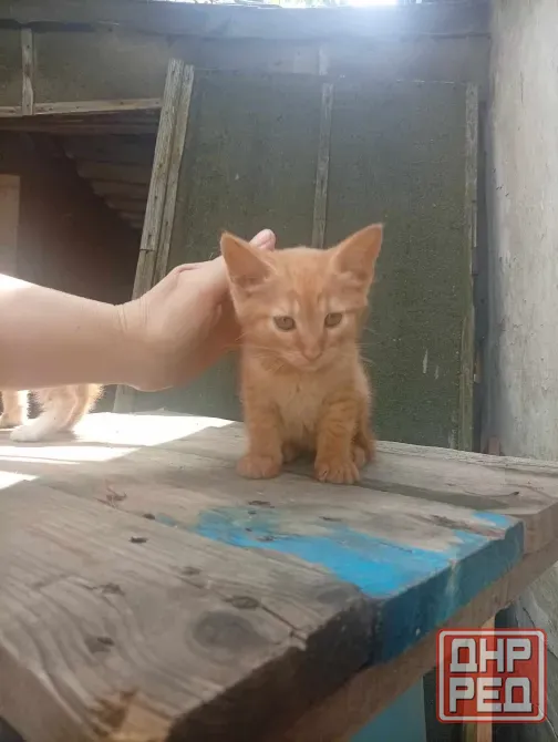 Котенок Донецк - изображение 2