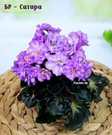 Сортовые фиалки цветущие. Полумини. Макеевка