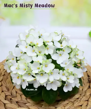 Сортовые фиалки цветущие. Полумини. Макеевка