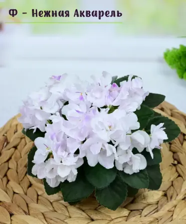 Сортовые фиалки цветущие. Полумини. Макеевка
