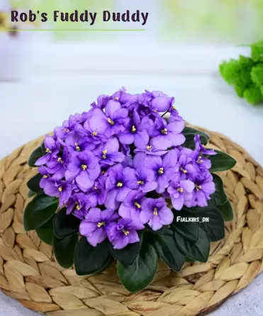 Сортовые фиалки цветущие. Полумини. Макеевка