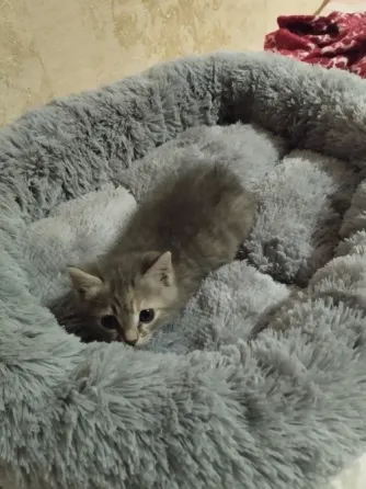 Отдам котенка в добрые руки Макеевка